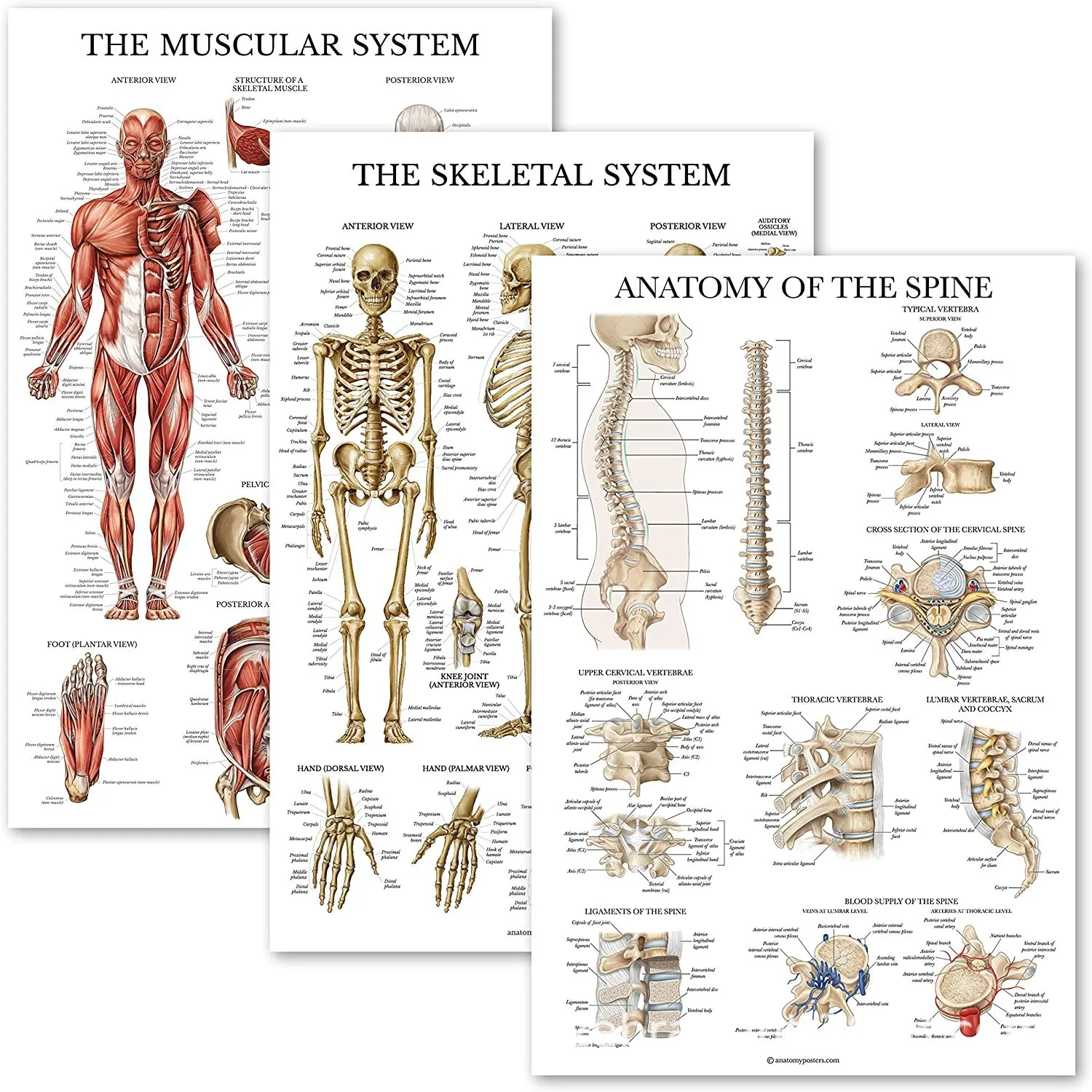 Анатомический плакат. Нервная система человека плакат анатомия. Скелетная система человека плакат. Плакат the skeletal System. Атлас человека по анатомии в картинках.
