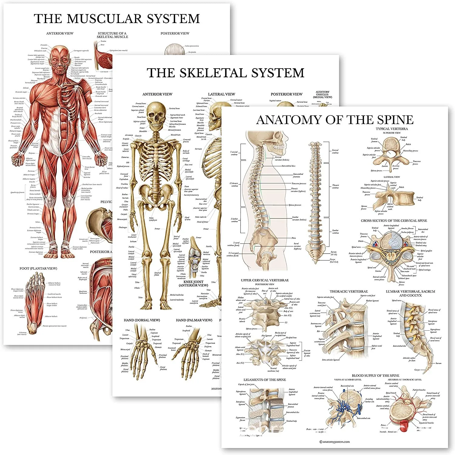Постеры анатомия. Плакат анатомия человека. Плакаты по анатомии человека. Анатомический плакат позвоночник. Костная система человека.