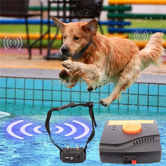 dog shocking system