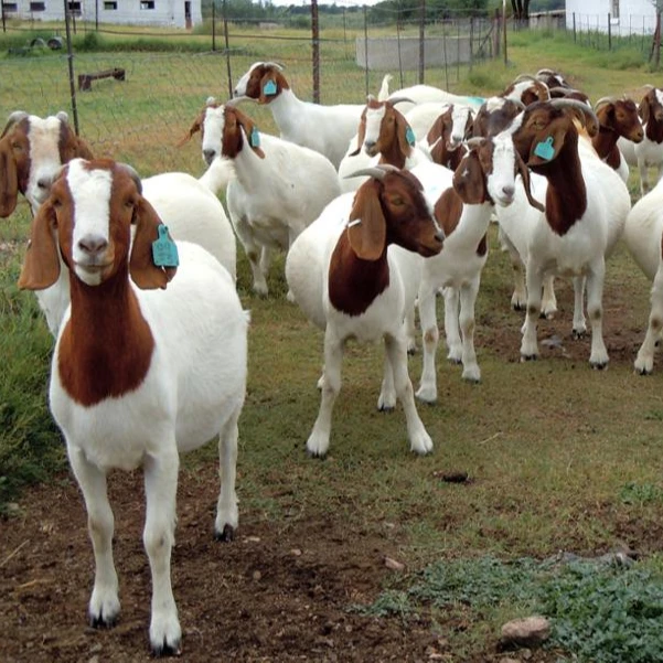 Discount Prices 100% Full Blood Live Boer Goats / 100% Pureblood Mature boar goat for sale