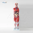 Model 80CM Human Male Muscle And Organs Medical Teaching Demonstration Model 27Parts