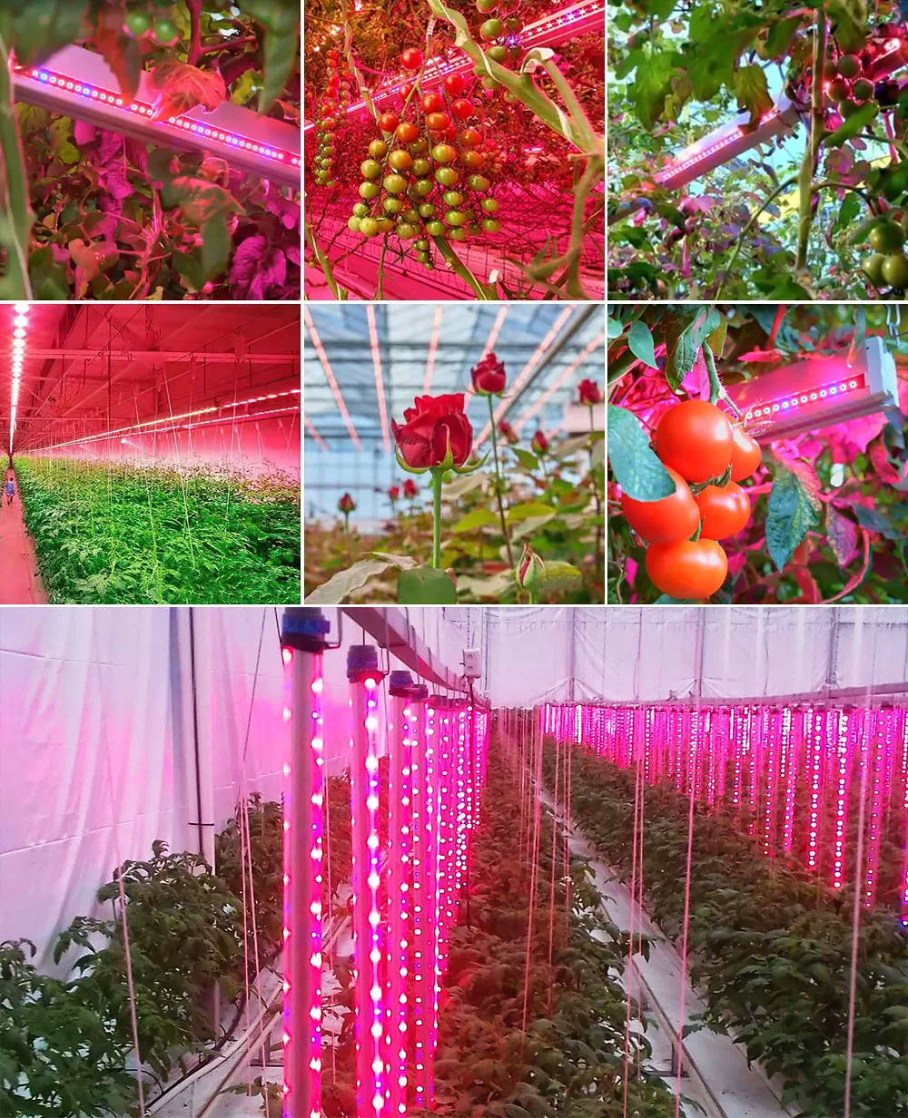 In Stock Bar Red And Blue Farm Led Grow Light Bar With Custom Watts 50w 100w Led Grow Lights