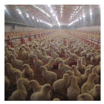 poultry farm business plan / chicken farming design / broiler farm building