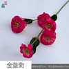 Caléndula JYG Rosa roja