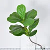 Ficus lyrata - rama larga con 13 hojas