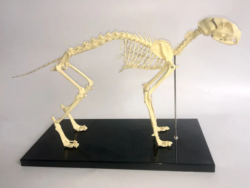 feline skeleton