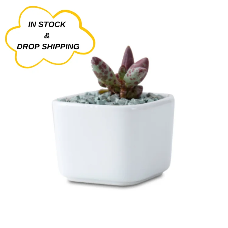 Plant Pot Succulent Bonsai Pot Ceramic Indoor Macetas Flower Pot Mini Small Round Square Creative Drop Shipping 1 USD White Low