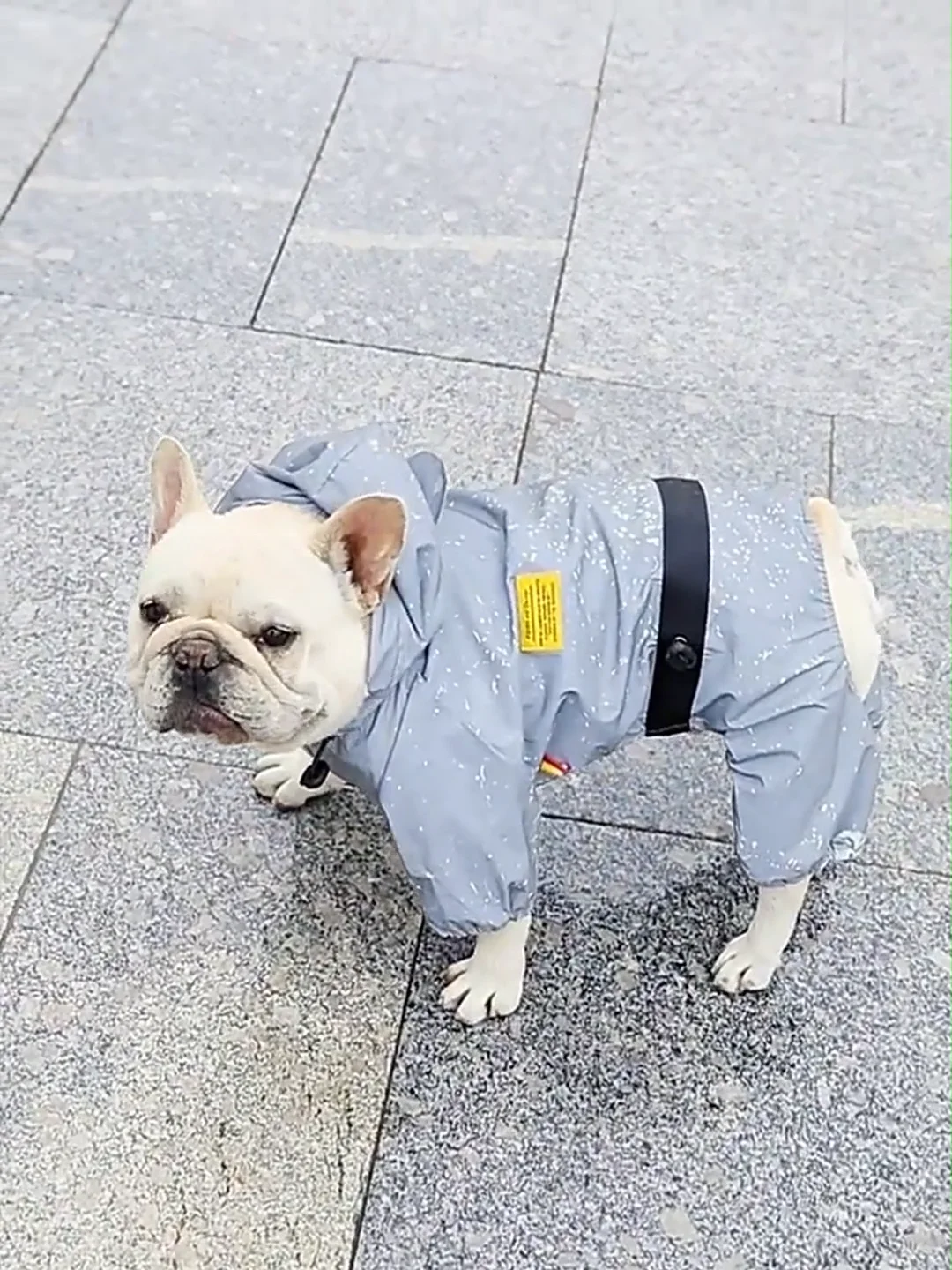 Windproof Snowproof Waterproof Dog Rain Coat Fleece Reflective Dog