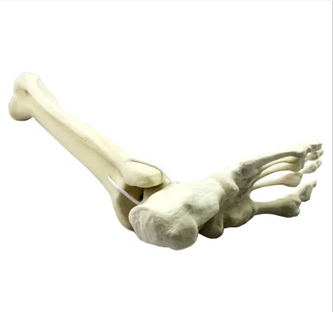 Eco-friendly PVC Biological Model Teaching Aids Plastic Human Foot & Bone Skeleton for Medical Science