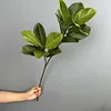 สีเขียว