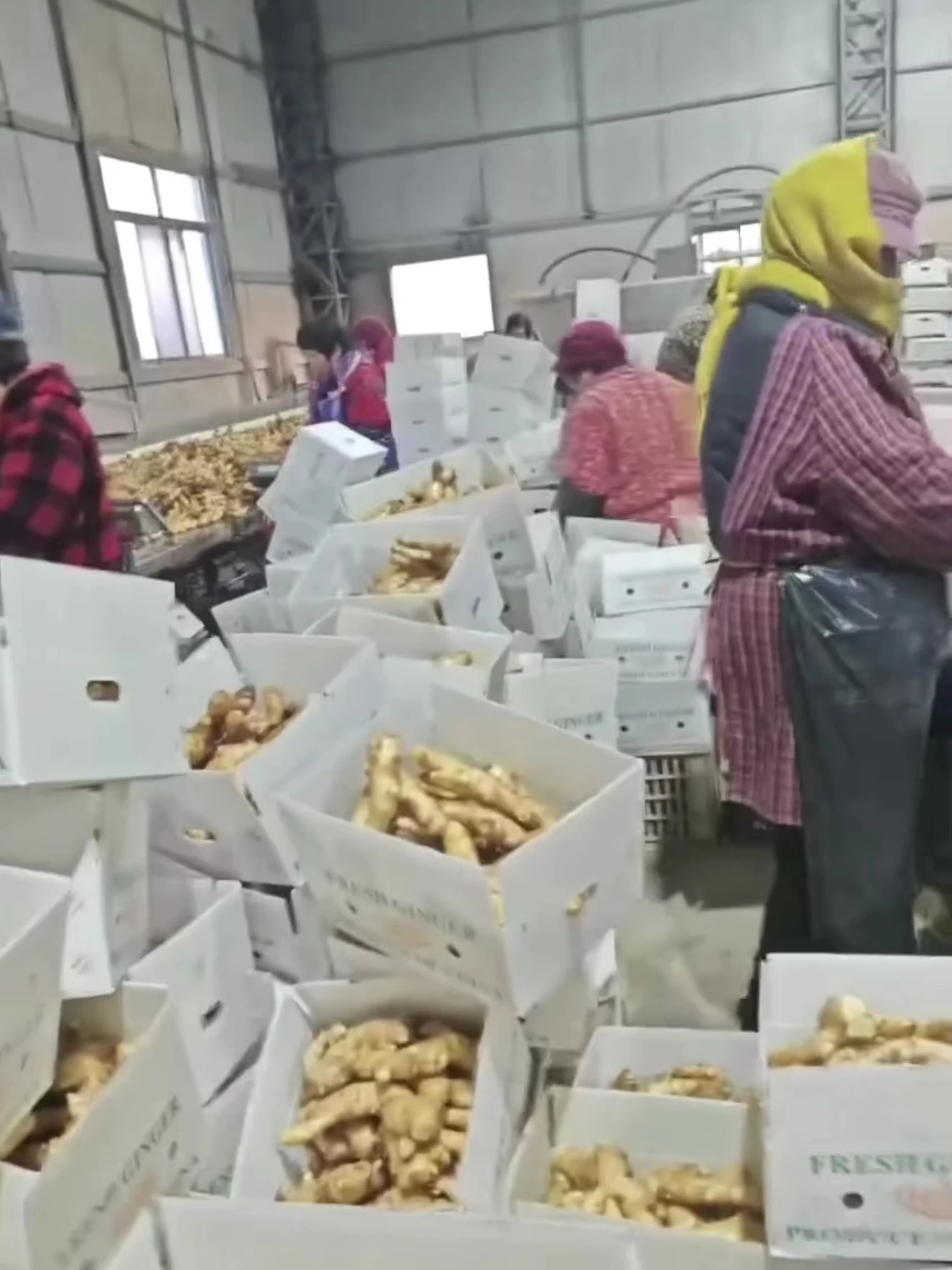 Premium Dehydrated Ginger Flakes | Bulk Wholesale Price H02adda4810e44b5a847d5ae7b497a5a57