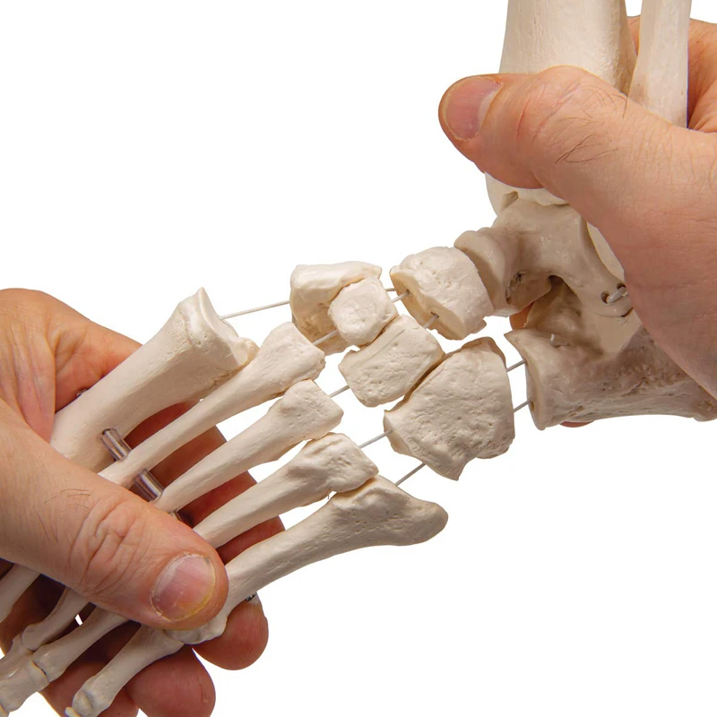 30x18x11cm Human Skeleton Model , Pvc 0.8kg Anatomical Foot Model