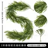 2-meter Spring Green Norfolk Pine - 60 heads