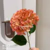 Hortensia de Bella
