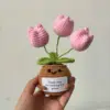 rosa 17