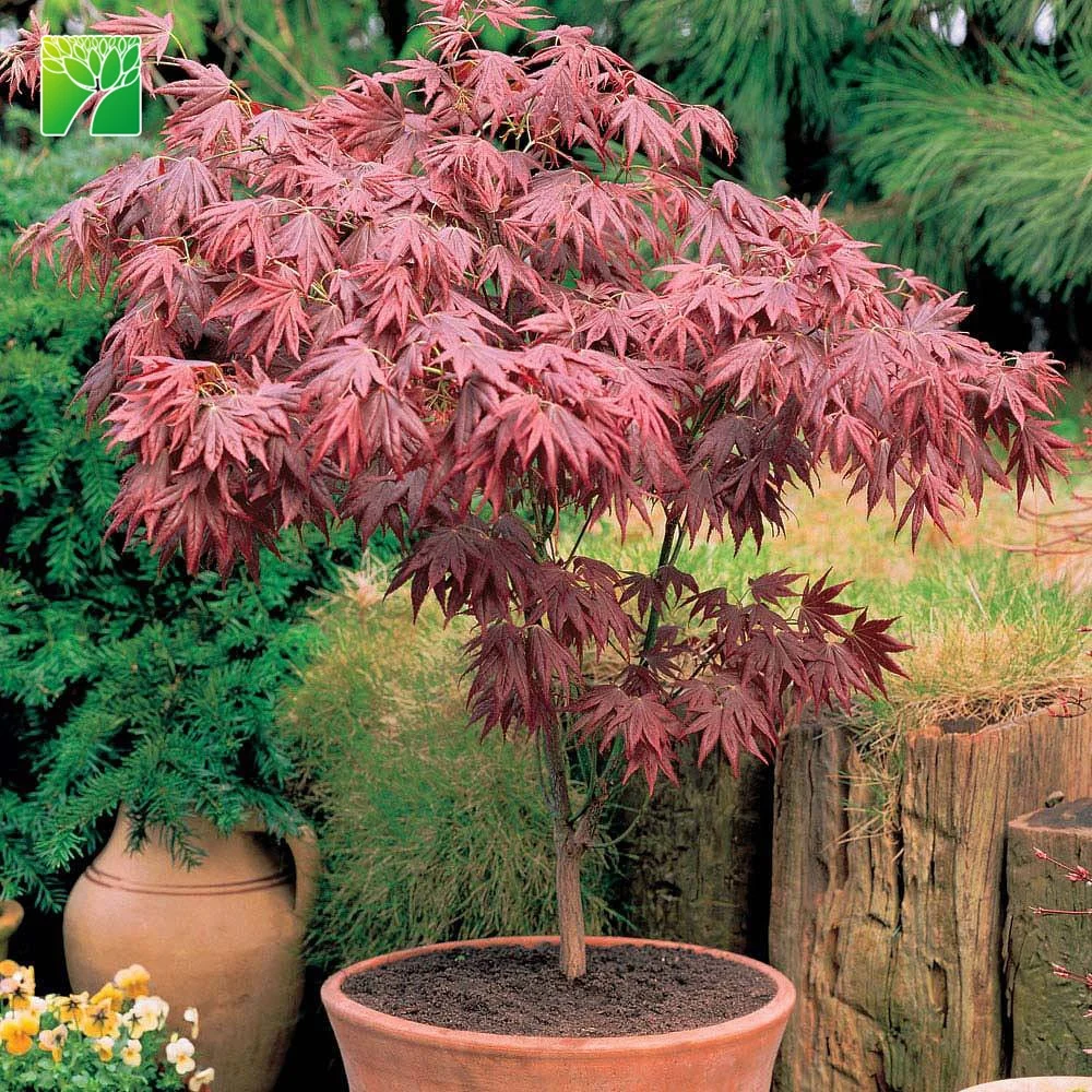 Bushy Habit Deciduous Foliage Outdoor Bonsai Live Plant Acer Atropurpureum Smooth Japanese Maple For Sale Buy Japanese Maple Tree For Sale Japanese Maple Tree Japanese Maple Product On Alibaba Com