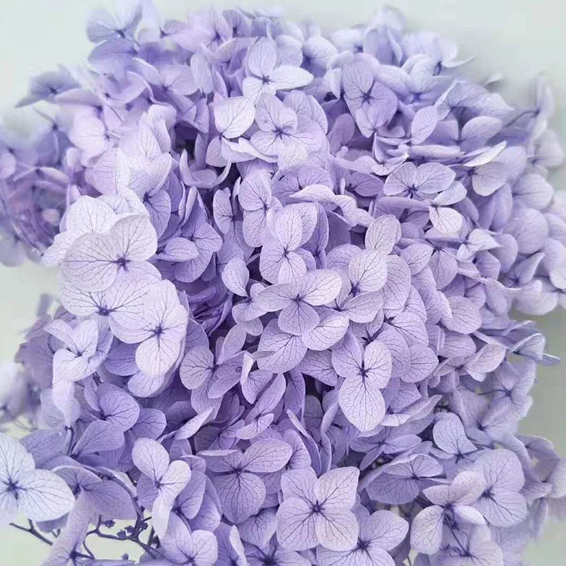 Wholesale Anna Hydrangea Flowers Preserved Hydrangea On Stem Hydrangea