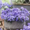 Violet clair à un seul pétale