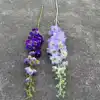 viola