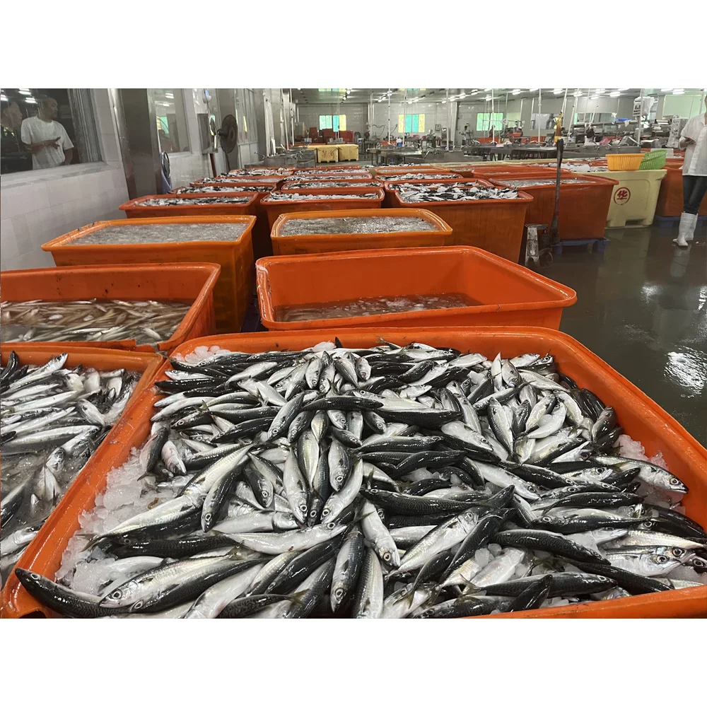 Frozen-mackerel-fish Mackerel Fish in China Frozen Horse Mackerel Supplier