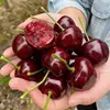 3# Cereza 20 Granos