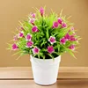 Lily purple
