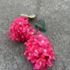 2 pagoda hydrangea rose red