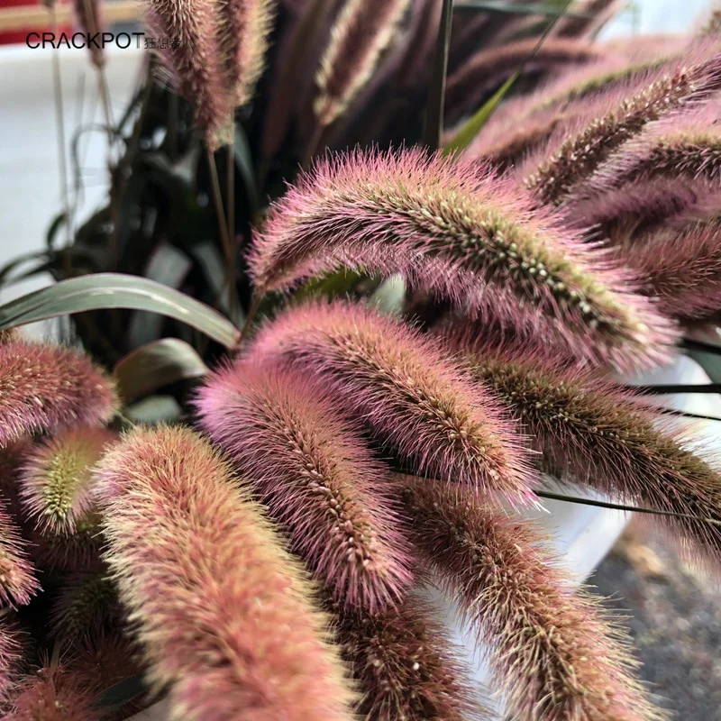 popular long time preserved flower green bristlegrass flower