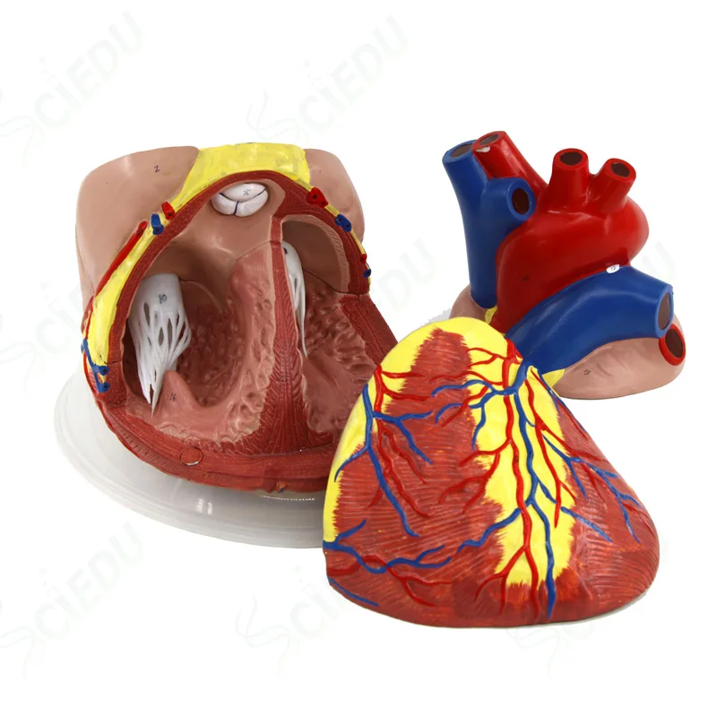 Medical Heart Model Anatomical Heart Models Heart Anatomy Model Buy