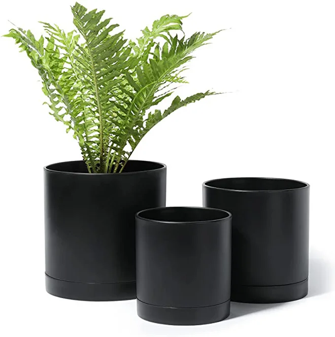 forget me not plant pot Forget-Me-Not Plant in Pot: Symbol of Everlasting Affection main image 0