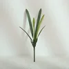 Cymbidium 6 feuilles