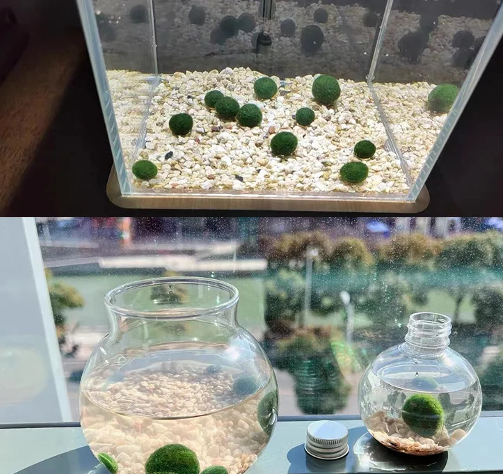 Moss Balls for Fish Tank Aquarium Decorations: Enhance Aquatic Pet
