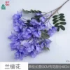 Jacaranda flowers SCN light purple