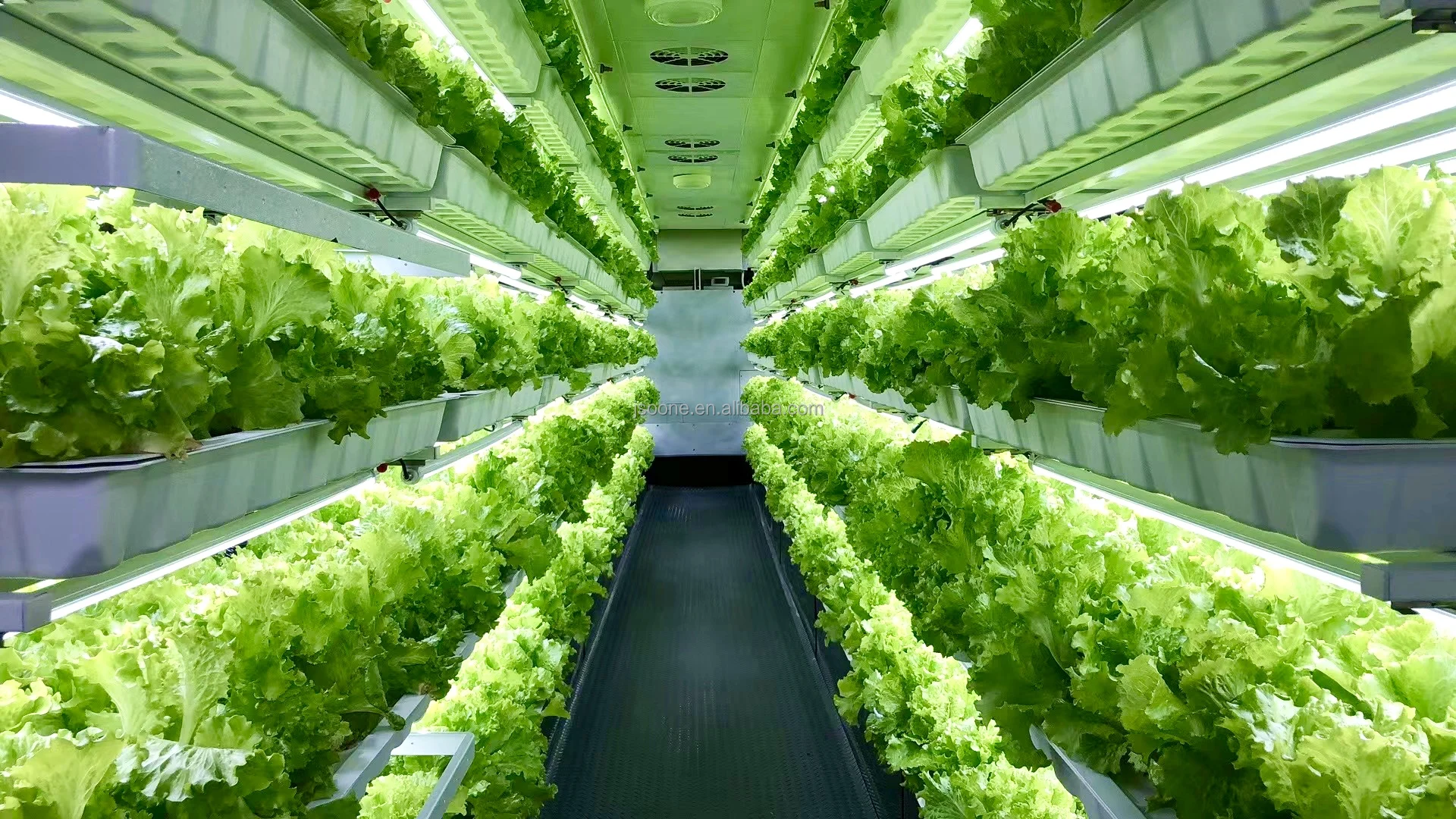 Factory Smart Farm Container Greenhouse Growing Shipping Container Farm Mushroom Grow Room