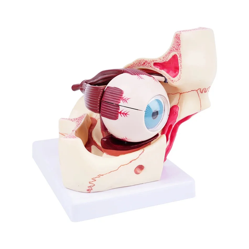 New Biology 3 Times Human Eye Enlargement Model Giant Anatomy Eyeball Orbital 10parts Anatomical for Science Teaching