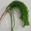 Erba di ananas di pino di salice verde