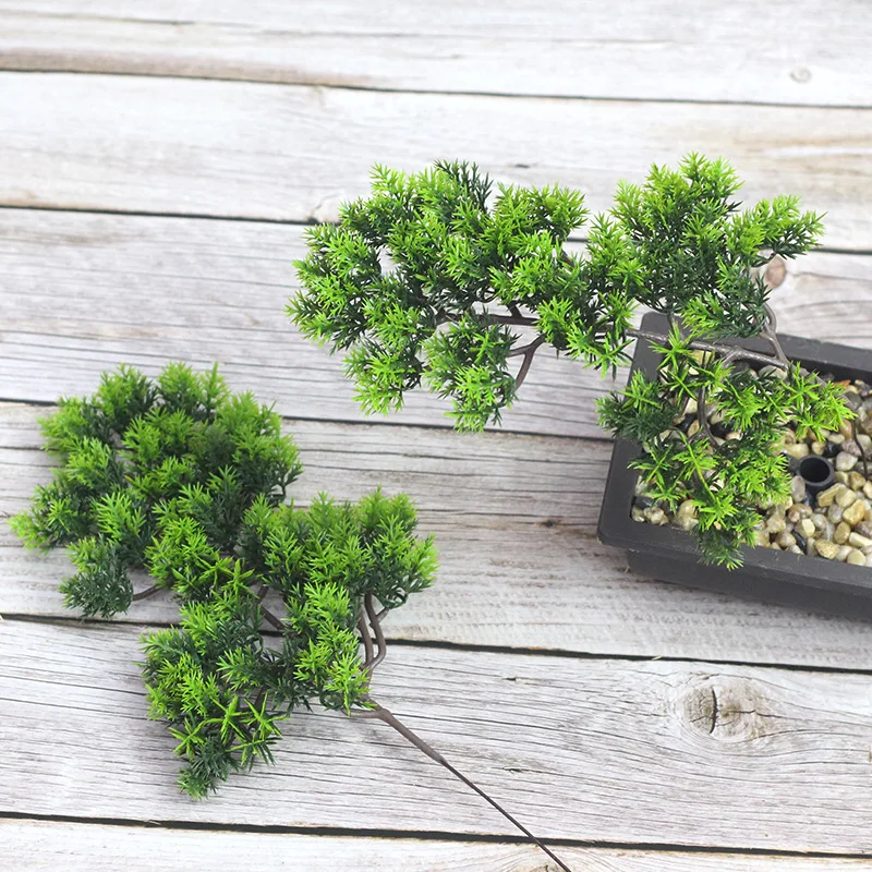 High Quality Low Cost Podocarpus Bonsai Tree for Decoration