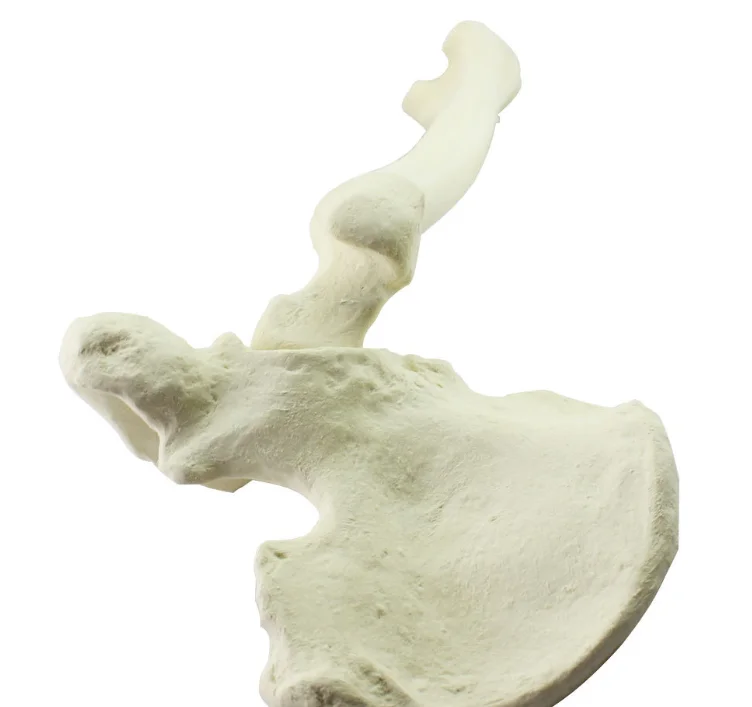Synthetisches Knochenersatzmaterial fr Orthopdische Chirurgie  Oberschenkel-Hftgelenk Knstliches Kortikalknochenmaterial CE/ISO|  Alibaba.com