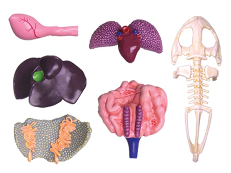4D Frog Anatomical Model with 31 Parts PVC Skeleton Organ Structure Biology Teaching Resource for Schools