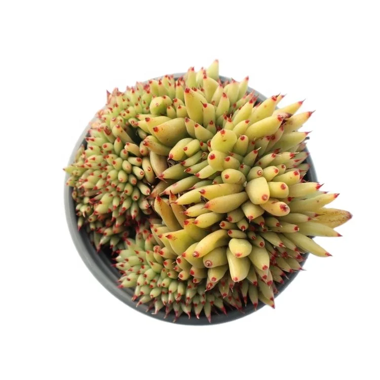 buy wholesale natural plant real succulent plant