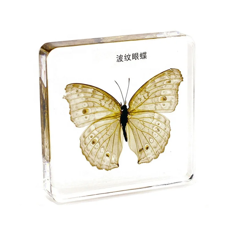 Обучающие ресурсы пресс-папье бабочки таксидермия настоящая бабочка инструменты для дошкольного