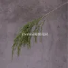 Espárragos
