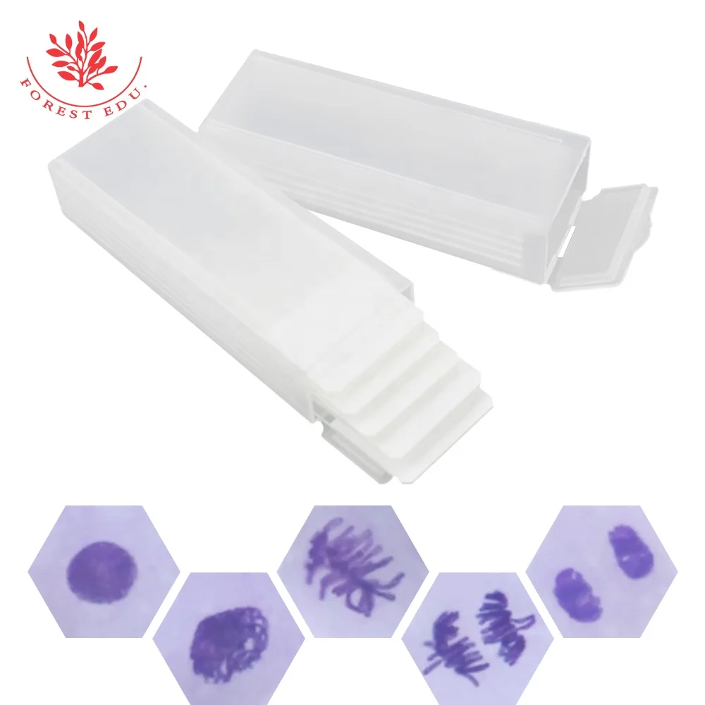 Клетка митоза кончика лука ясно показывает все стадии генетика растений биология растительного митоза подготовленные слайды микроскопа