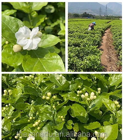 China Dried Jasmine Factory | Bulk Wholesale H041013b7fbb848679845a656a7316659L