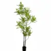 New nantianzhu green-180cm