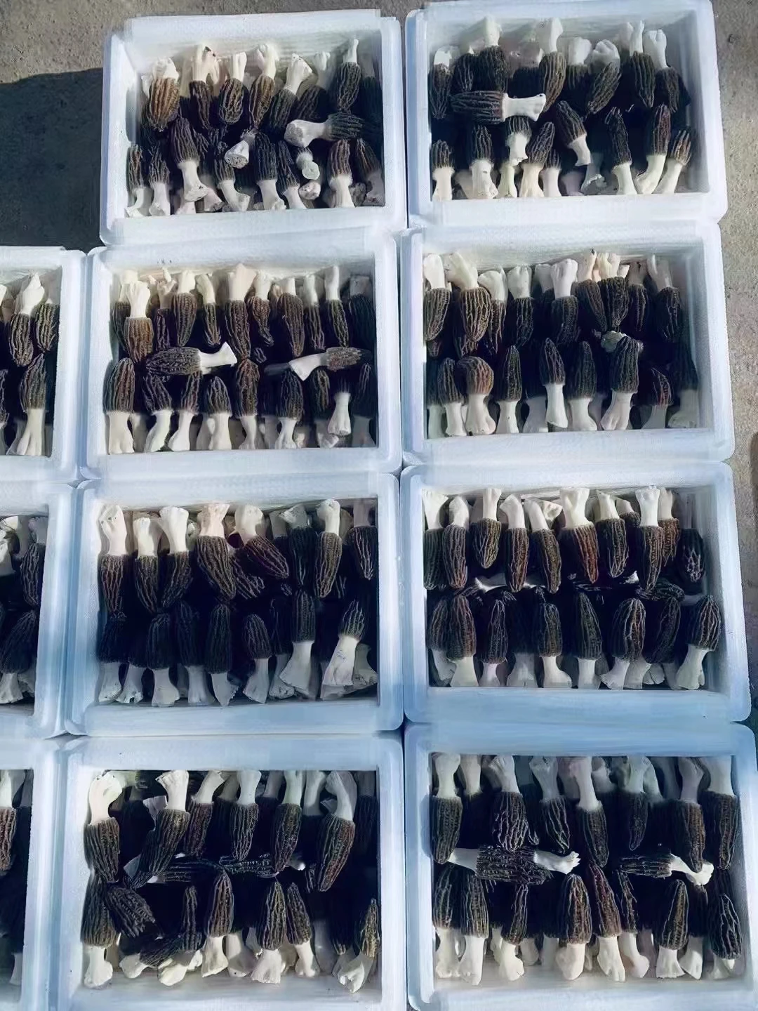 Wholesale Of Fresh Morel Mushrooms - Buy Wholesale Of Morel Mushrooms