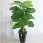 1-meter bamboo-wrapped zongzi-green apple-48 leaves-gift grass