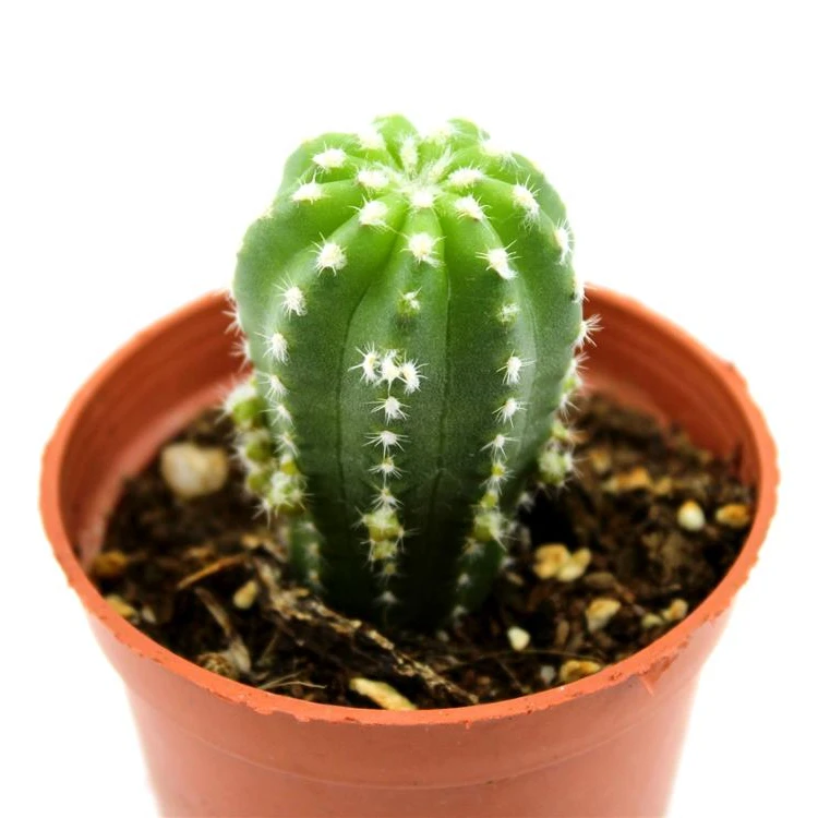 Cactus Natural Succulent Decorative Indoor Grow Eco Friendly Plants Buy Baby Cactus Plant Succulent Plants Indoor Plants Plantas Naturales Wholesale Price Potted Succulent For Sale Product On Alibaba Com