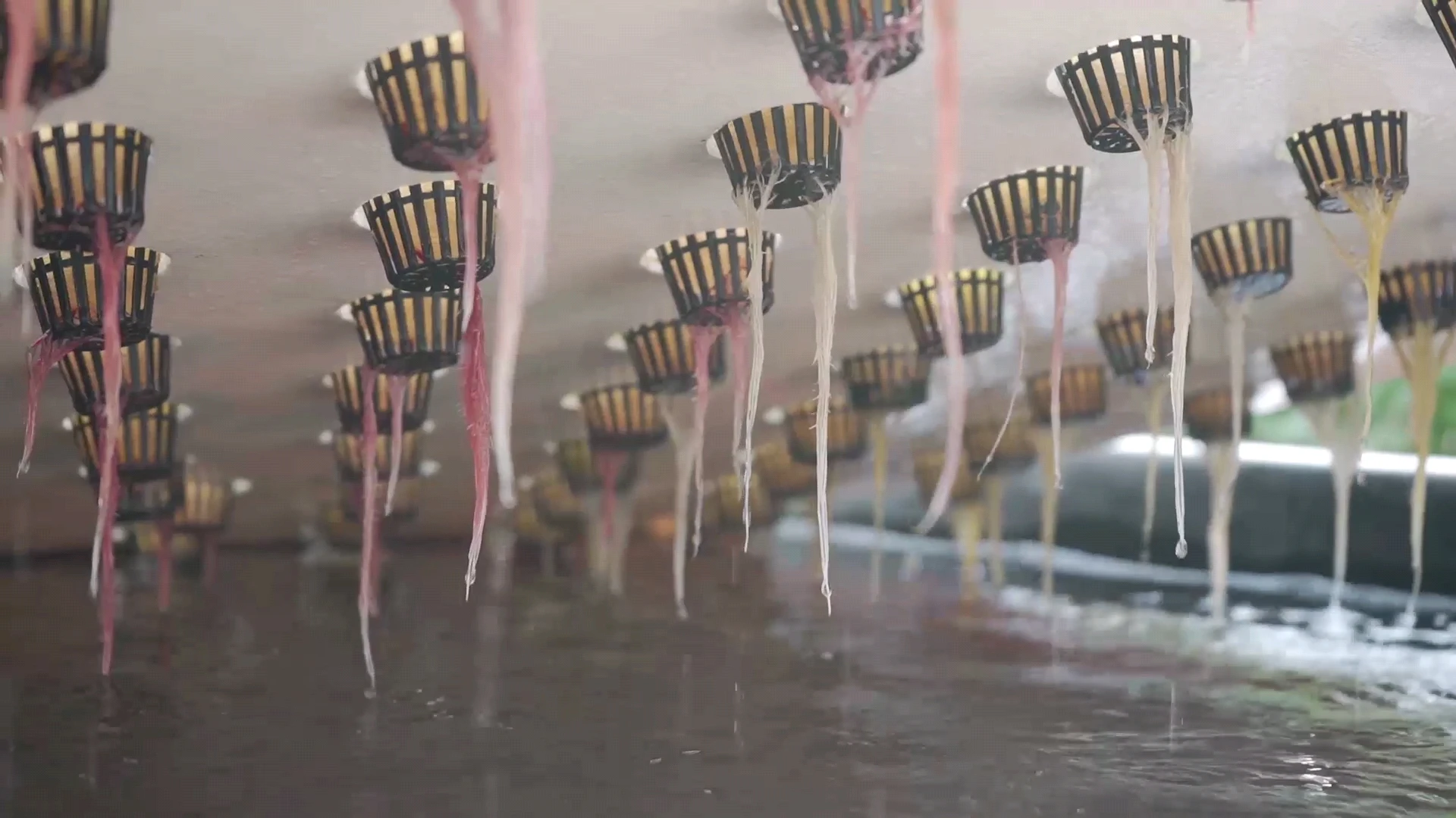 net cups
