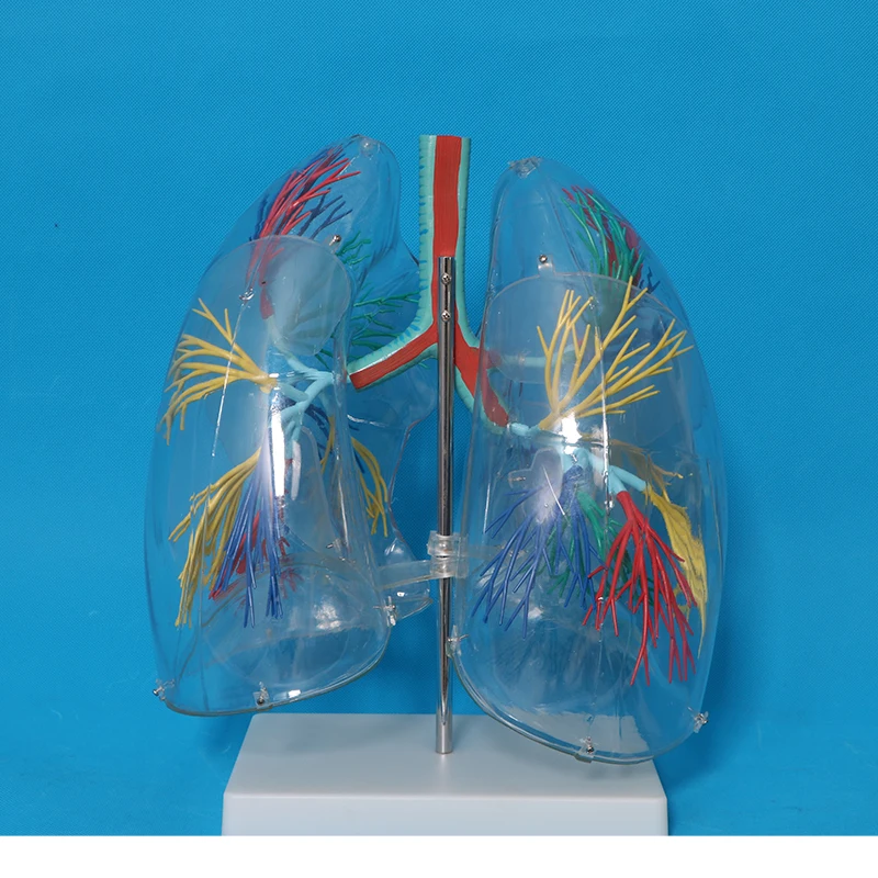 Human Skeletal Anatomy Model Transparent Lung Model| Alibaba.com